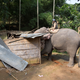 India Elephant Evictors